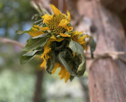 Sonnenblumen trocknest du am besten, indem du sie aufhängst.